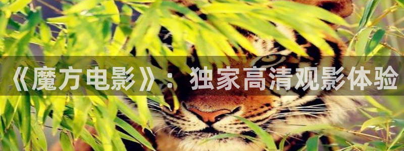 樱桃小视频在线入口